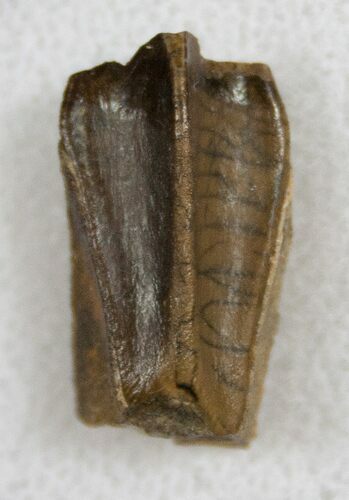 Beautiful Hadrosaur (Brachylophosaurus) Tooth - No Wear #13716